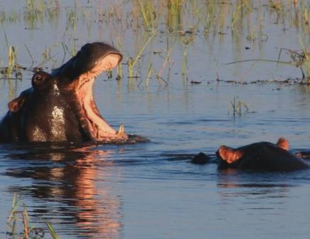 hippos in the water