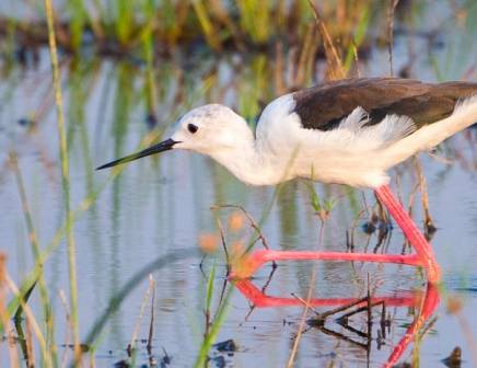 bird screening water