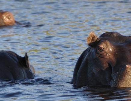 hippos relaxing in water