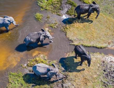 group of elephants bathin in water