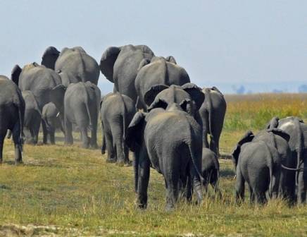 elephant herd