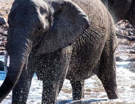 Elephant splashing in water