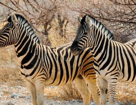 Zebra in the African bush