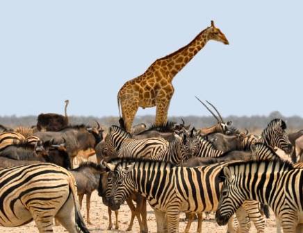 Namibia wildlife