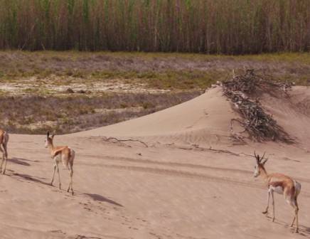 Namibia landscapes and wildlife