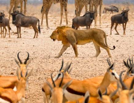 Namibia wildlife