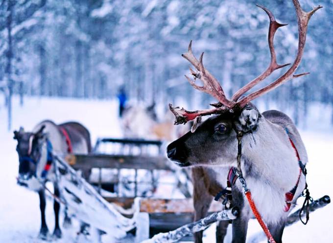 Reindeer with sleigh in Alaska