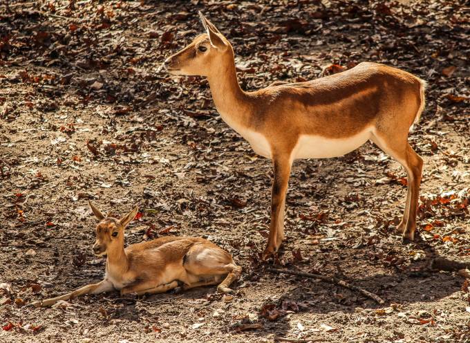 Fun Fact: Antelopes are incredibly smart, following the rains to find fresh grasslands.