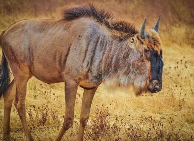 Fun Fact: Blue Wildebeest got name as their coat has a blue sheen.