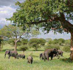 Christmas in Tanzania