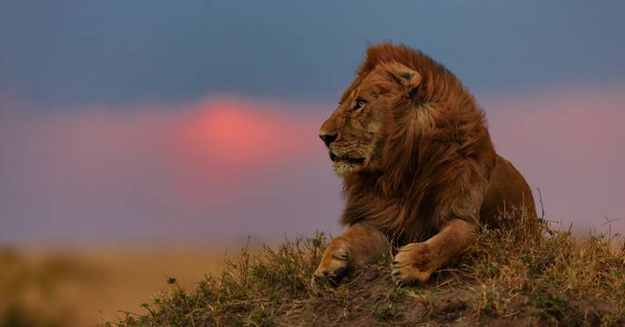 Verbringen Sie Weihnachten in Kenia und erleben Sie ein Safari-Abenteuer