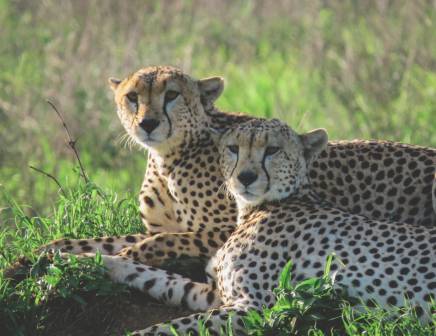 Two adult cheetahs relaxing in the grasslands of Tanzania.