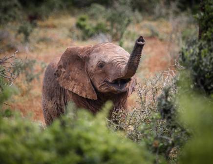 Baby elephant in the green bush of South Africa.