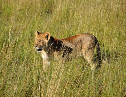 Adult lioness in the grasslands in Kenya.