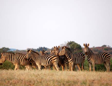 Herd of zebras standing in the grasslands of Tuli in Botswana.