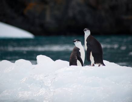 kayaking in antarctica