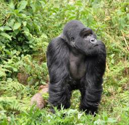 Kigali Tours