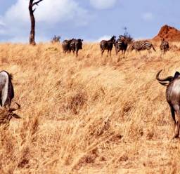 Arusha Tours