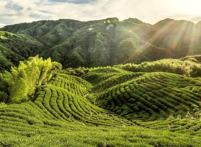 tea farm in taiwan