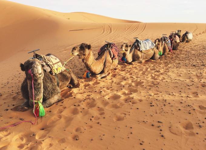 Camels in the Sahara Desert, Morocco