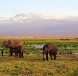Elephants in Kilimanjaro