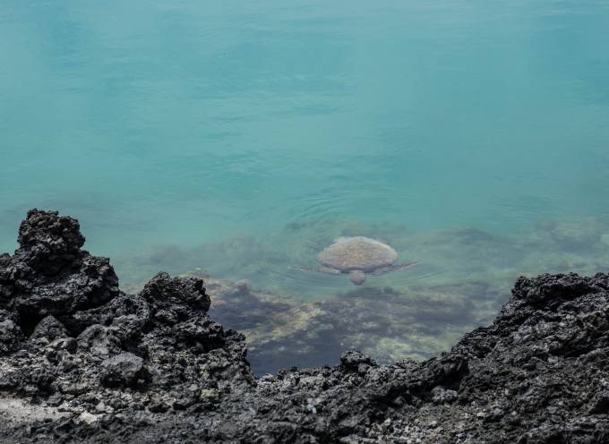 Seaturtles in Ecuador