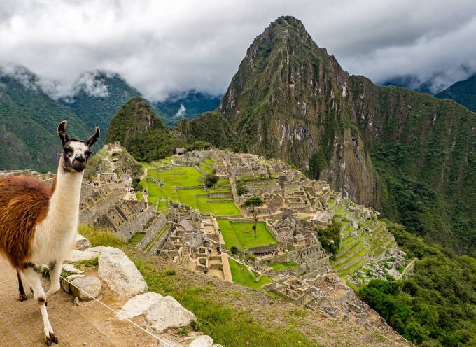 Lama in Machu Picchu