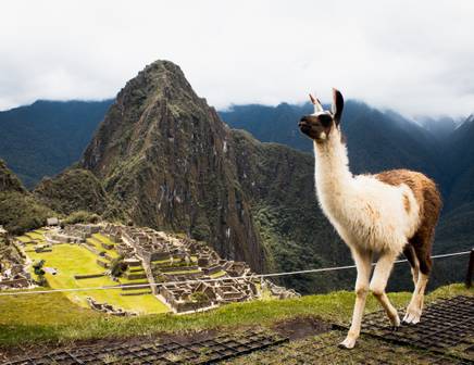 llama in machu picchu
