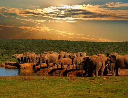 elephant herd in africa