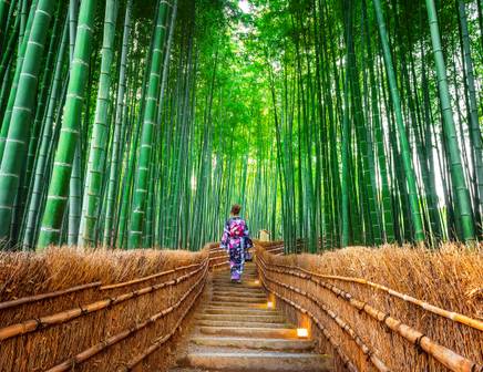bamboo forest in kyoto