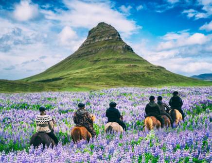 horses in summer in iceland