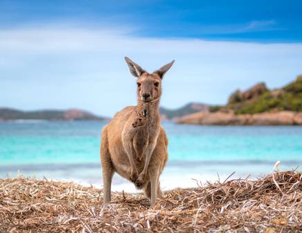 Kangaroo on the beach of australia