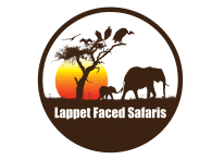 Lappet Faced Safaris