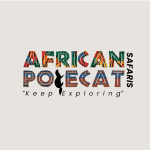 African Polecat Safaris African Polecat Safaris