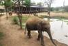 Photo d'avis client sur Les incontournables de l'ouest de la Thaïlande avec Elephants Care 2