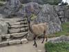 Photo d'avis client sur Journeys : Découvrez le Machu Picchu National Geographic Journeys 4