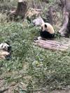 11-Day China Panda Tour: Small Group & High-quality Hotels, All Inclusive customer review photo 1