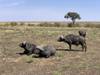 Photo d'avis client sur Migration classique de luxe dans le Masai Mara avec Mara Engai 3