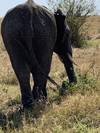Photo d'avis client sur Migration classique de luxe dans le Masai Mara avec Mara Engai 5