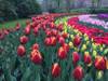 Photo d'avis client sur Le printemps en Hollande (croisière de port à port) - MONET (7 destinations) 2