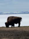 Yellowstone / Grand Teton 4 Day / 3 Night Wildlife Adventure customer review photo 3