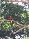 Photo d'avis client sur Aventure au Costa Rica 8J/7N 3