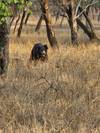 Photo d'avis client sur Aventures à Ranthambore - Safari animalier avec le Triangle d'Or - 7 jours 6