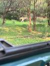 Photo d'avis client sur Aventures à Ranthambore - Safari animalier avec le Triangle d'Or - 7 jours 3