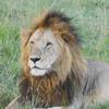 Photo d'avis client sur Migration classique de luxe dans le Masai Mara avec Mara Engai 6