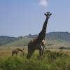 Photo d'avis client sur Migration classique de luxe dans le Masai Mara avec Mara Engai 5