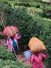 Photo d'avis client sur Le Sri Lanka découvert avec la vie sauvage, la nature, l'aventure et la culture 1