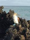 Photo d'avis client sur Complet Galapagos - Grand Daphne 1
