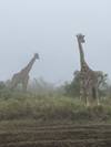 Photo d'avis client sur Safari privé de milieu de gamme en Tanzanie, 6 jours et 5 nuits 1