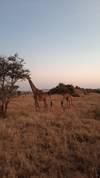 Photo d'avis client sur Safari privé de milieu de gamme en Tanzanie, 6 jours et 5 nuits 5